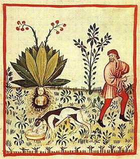 frutto mandragora