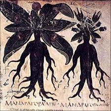 mandragora