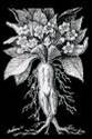 disegno della mandragora